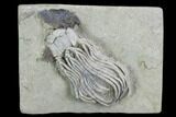 Crinoid (Platycrinites) With Gastropods - Crawfordsville, Indiana #99910-1
